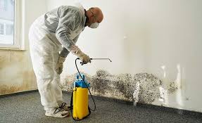 Best Black Mold Removal  in Caney, KS